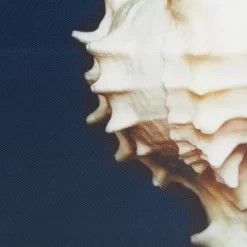 (Set Of 4) 12" Square Ocean Seashells Framed Canvas Decorative Wall Art Set Blue 10 (Set Of 4) 12" Square Ocean Seashells Framed Canvas Decorative Wall Art Set Blue -Home Decoration Store GUEST 2842965b c666 426a 9439 6dda1db6cf5d