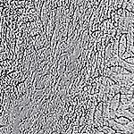 Kate Aurora Floral Ferns Shabby Chic Styled Oversized Ultra Soft & Plush Accent Throw Blanket