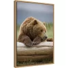 16" X 23" Bear Resting On A Beached Log By Paul Souders Danita Delimont Framed Canvas Wall Art Brown - Amanti Art