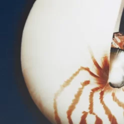 (Set Of 4) 12" Square Ocean Seashells Framed Canvas Decorative Wall Art Set Blue 11 (Set Of 4) 12" Square Ocean Seashells Framed Canvas Decorative Wall Art Set Blue -Home Decoration Store GUEST f1e7bb4f 3318 4d46 a320 6e39c304d7ea