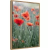 16" X 23" Poppies In Bloom By Brent Bergherm Danita Delimont Framed Canvas Wall Art - Amanti Art